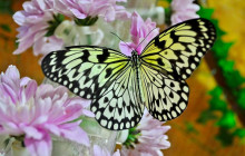 Tripventura Tourism L.L.C7