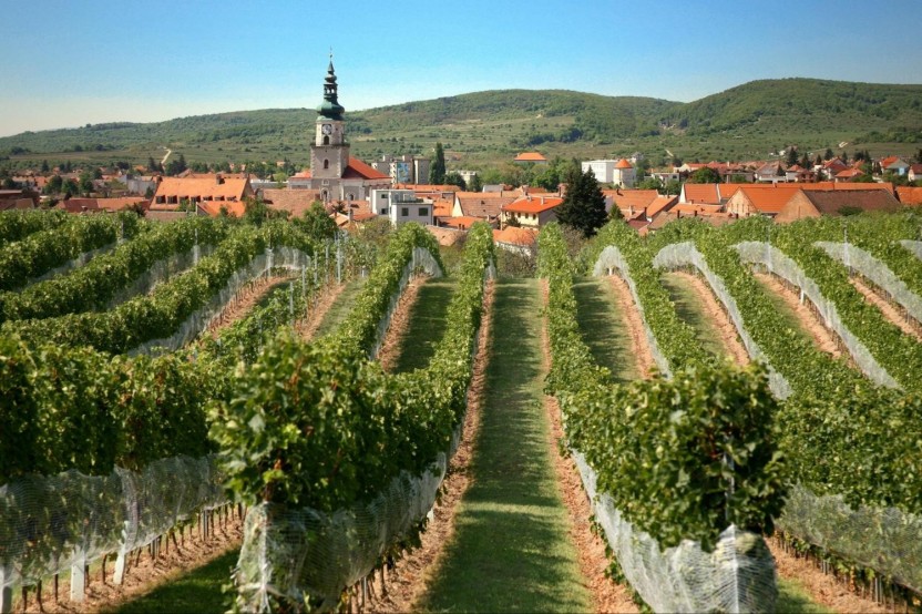 Small Carpathian Wine Tour
