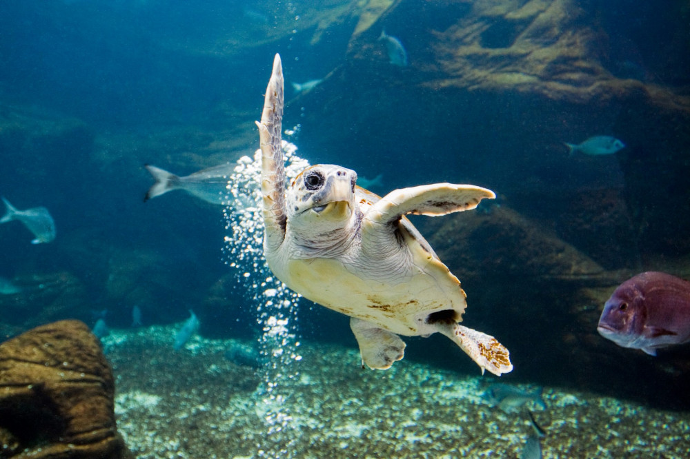 Heraklion - Market & Cretaquarium