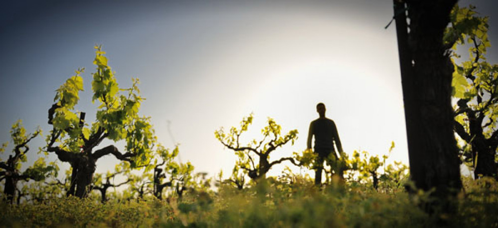 Private Wine Tasting At Your Villa In Crete