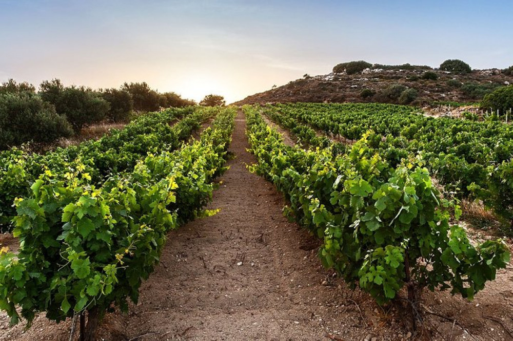 Private Wine Tour At Dafnes Valley Of Heraklion (Transfer & Lunch Included)