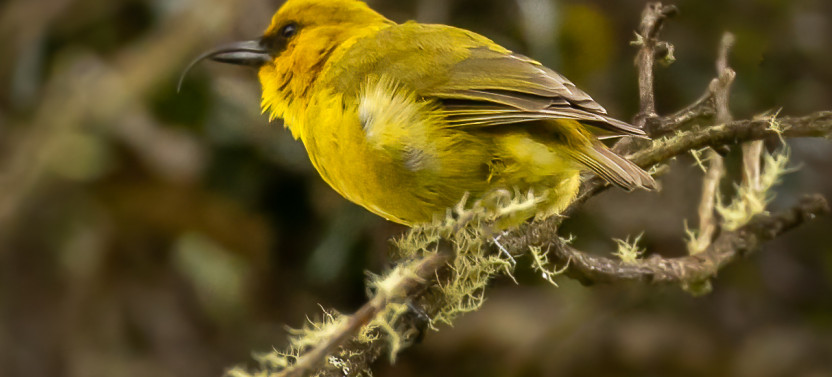 Hakalau Forest Reserve Birdwatching Exclusive