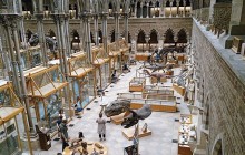 Natural History Museum of London Guided Tour - Semi-Private