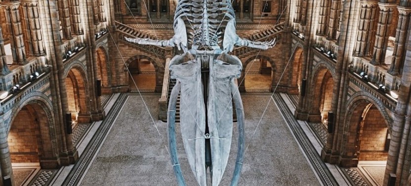 Natural History Museum of London Guided Tour - Semi-Private