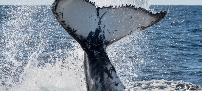 Private Whales Of Sydney Sea Safari