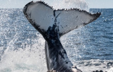 Sydney Harbour Boat Tours2