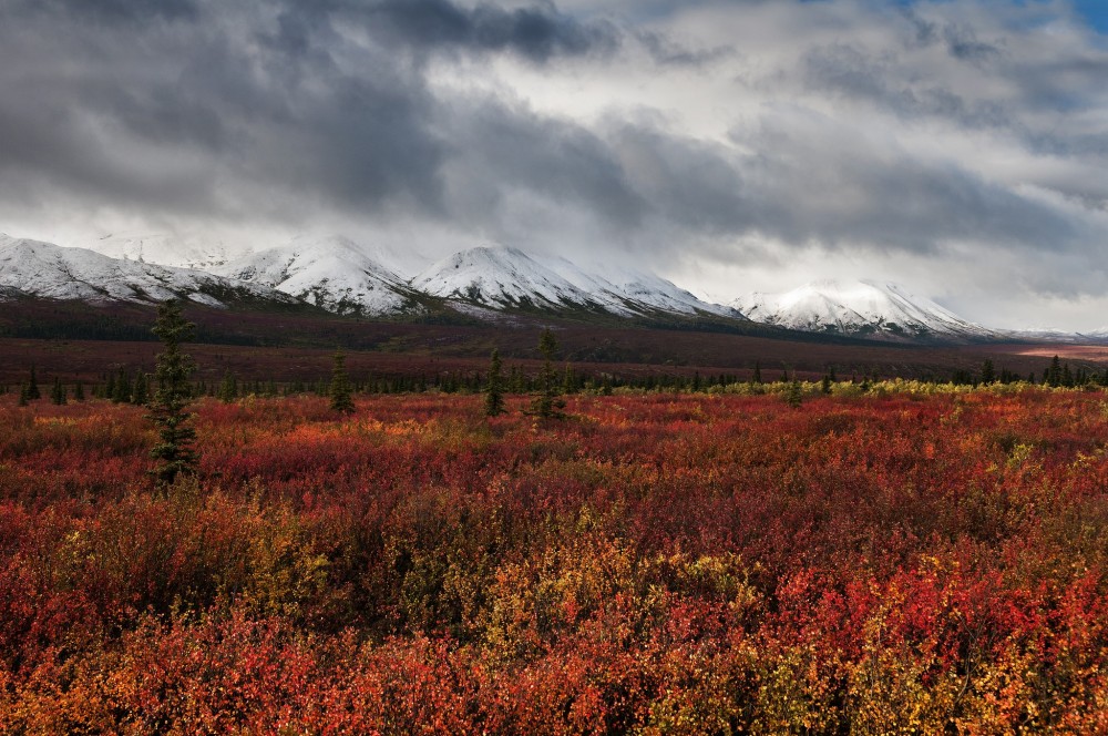 Denali National Park And Preserve Sights Attractions Project Expedition