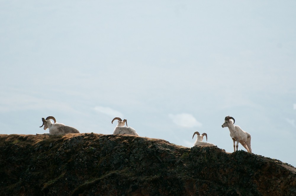 DENALI NATIONAL PARK AND PRESERVE TOURS visual data 7