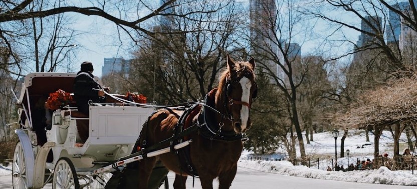 Combo: Central Park & Metropolitan Private Tour