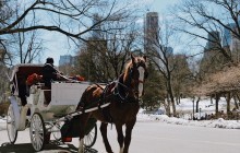 Combo: Central Park & Metropolitan Private Tour
