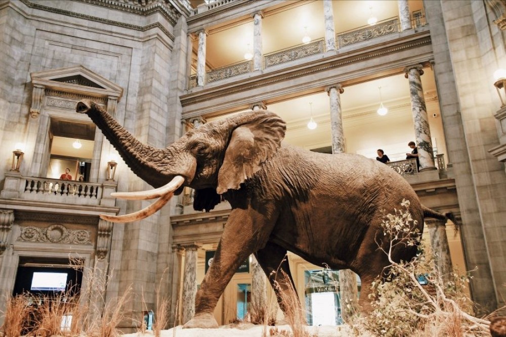 Guided Tour Of The Metropolitan Natural History Museum New York