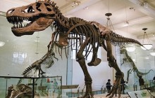 The American Museum of Natural History NYC Semi-Private Tour