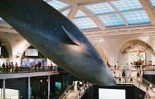 The American Museum of Natural History NYC Semi-Private Tour