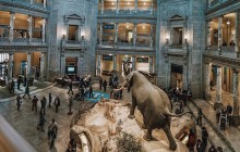 Smithsonian Natural History Museum Semi-Private Tour