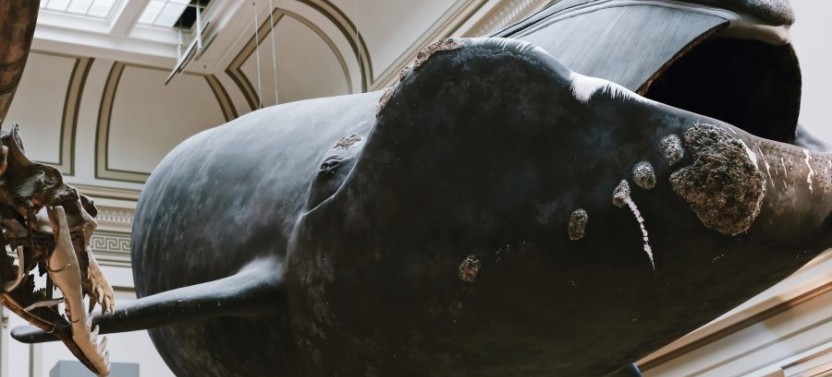 Smithsonian Natural History Museum Private Tour