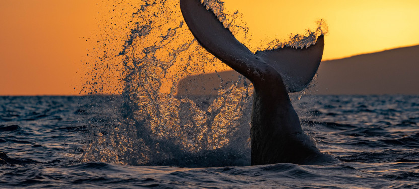 Sunset Dinner & Whale Watch