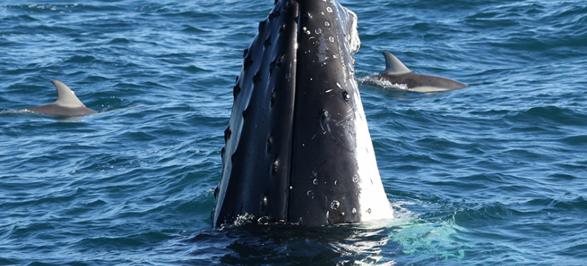 Dolphin & Whale Cruise Through Cape Woolamai and Along Phillip Island