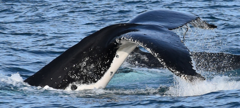 Winter Whale Cruise