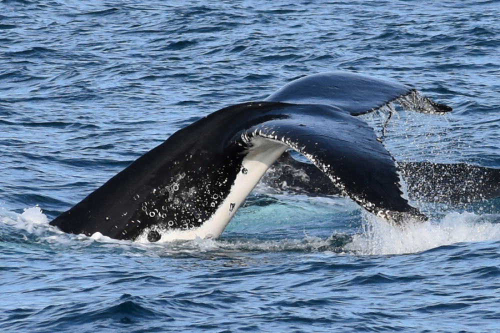 Winter Whale Cruise