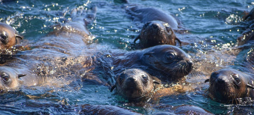 2 Hour Phillip Island Seal Cruise