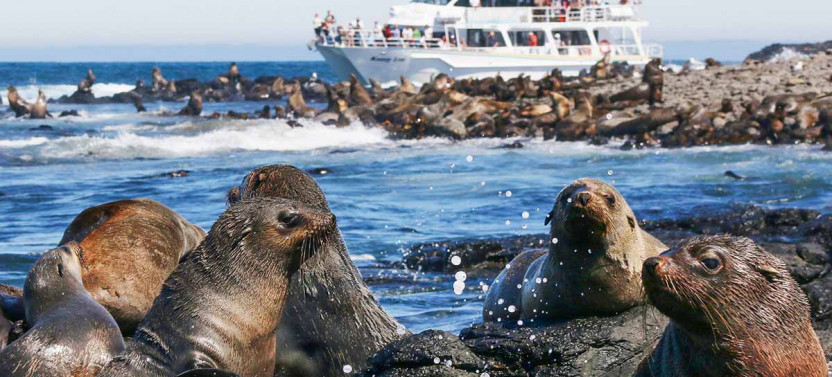 2 Hour Phillip Island Seal Cruise