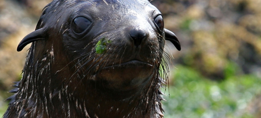 2 Hour Phillip Island Seal Cruise