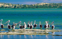 Spirit of the Coorong6