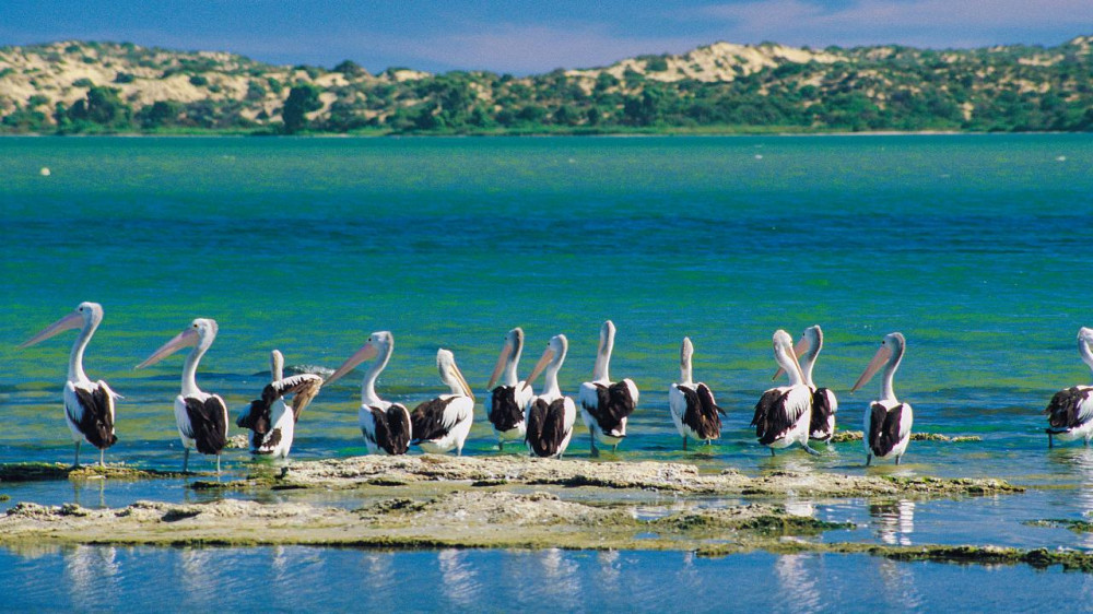 Murray Mouth Cruise