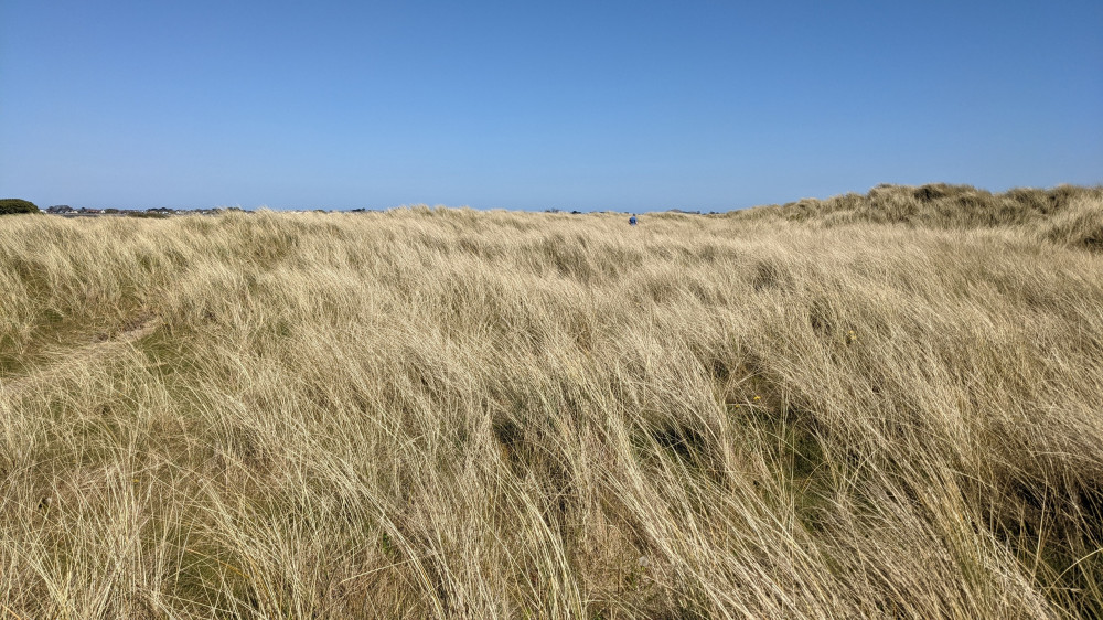 Bull Island Half Day Trip