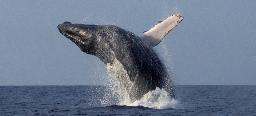 Super-Raft Whale Watch