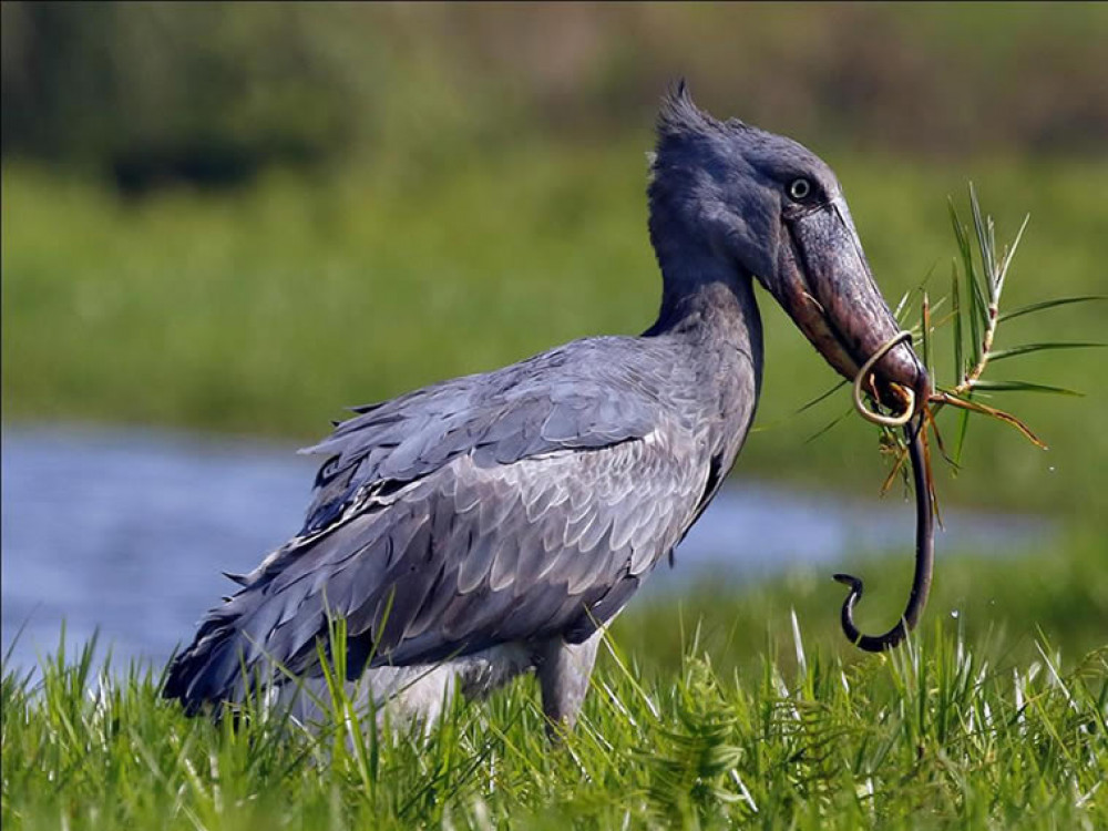 9 Day Safari To Uganda - Encounter Africa´s Iconic Animals