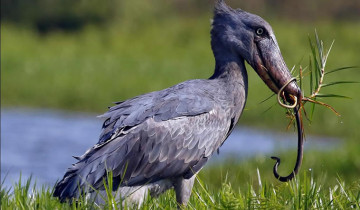 A picture of 9 Day Safari To Uganda - Encounter Africa´s Iconic Animals