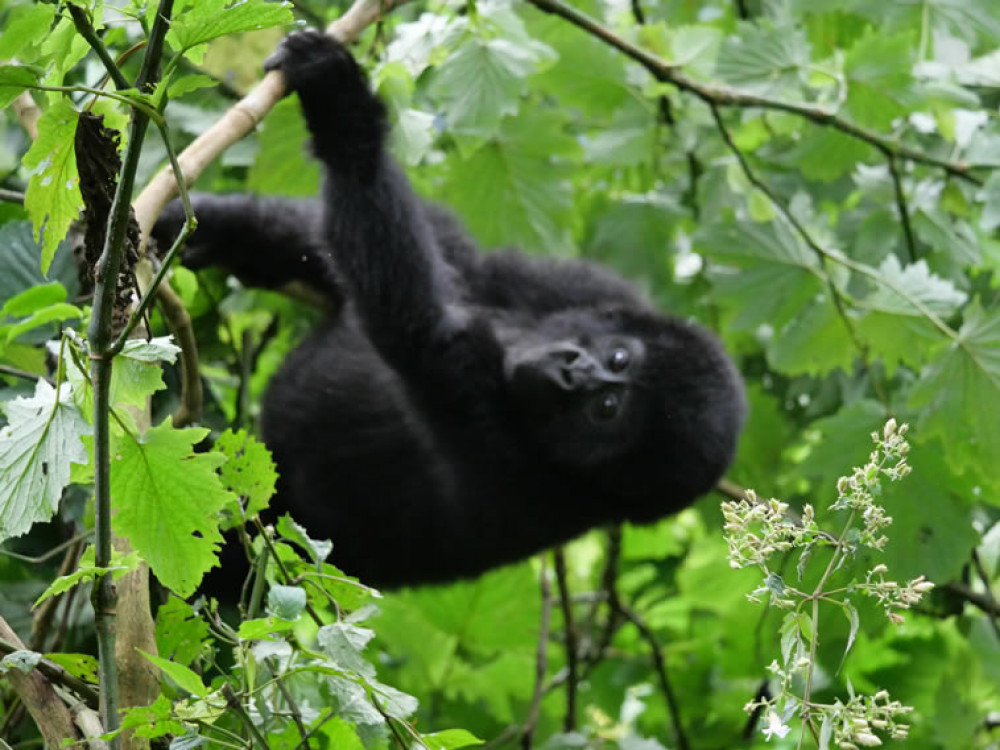 Explore Nyungwe & Volcanoes National Parks