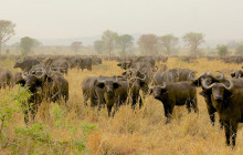 The Ultimate Uganda Safari Adventure - 21 Days