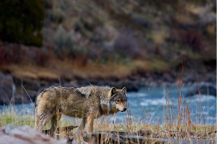 Full Day Tour in Grand Teton National Park & Jackson Hole