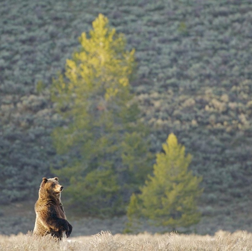 Full Day Tour in Grand Teton National Park & Jackson Hole