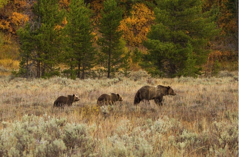 Yellowstone Wildlife Full Day Eco Tour