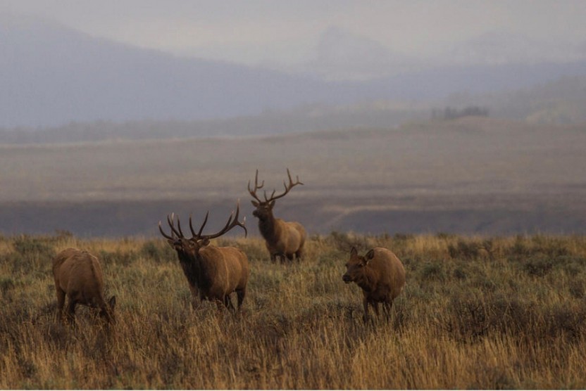 Yellowstone Wildlife Full Day Eco Tour