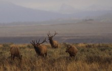 Yellowstone Wildlife Full Day Eco Tour