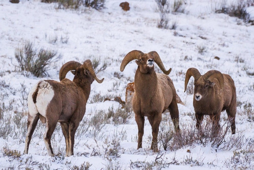 Private 6hrs Cross Country Skiing Jackson Project Expedition