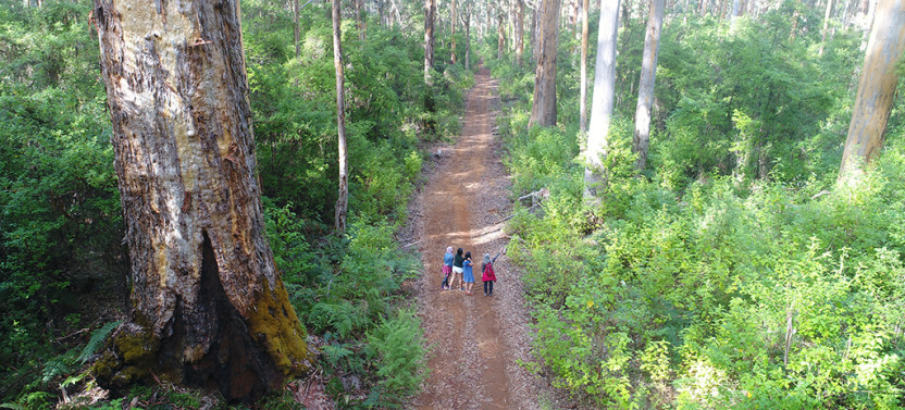 Beach & Forest Eco Adventure