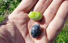 Lefkada Micro Farm2