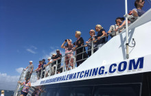 BRISBANE WHALE WATCHING3