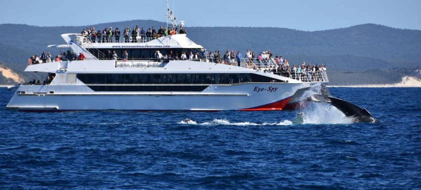 PREMIUM Whale Watching Adventure