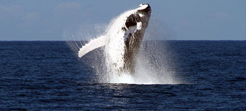 PREMIUM Whale Watching Adventure