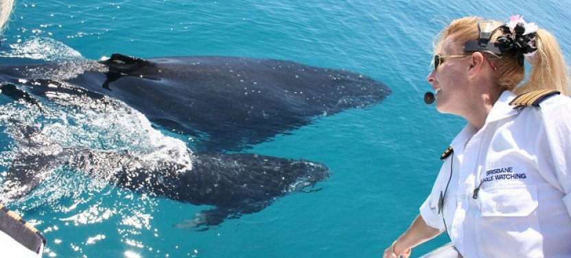 VIP Whale Watching Adventure - Ex Brisbane CBD