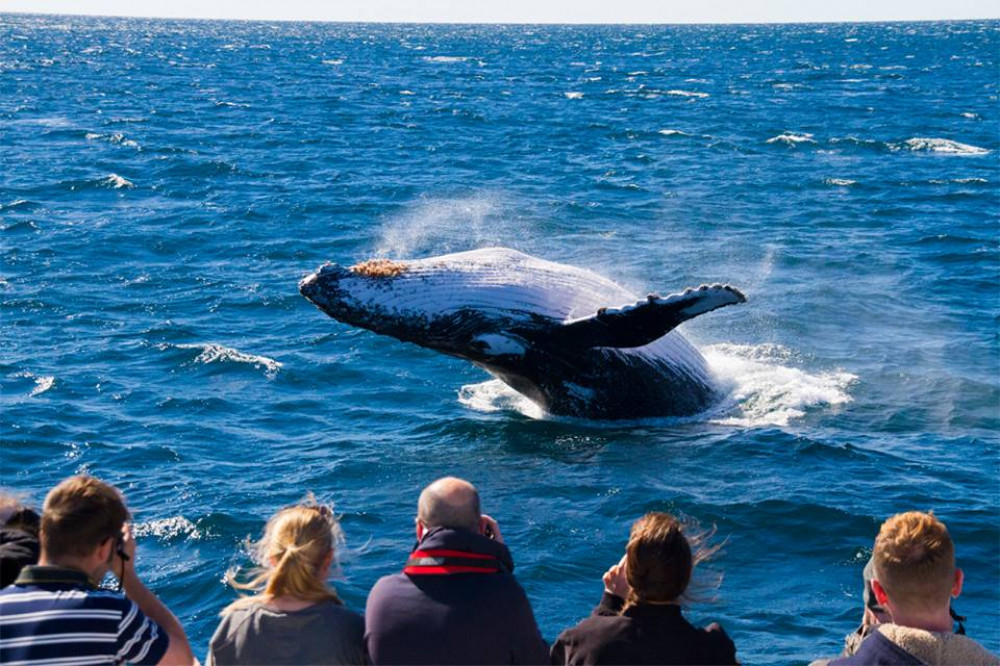 VIP Whale Watching Adventure - Ex Brisbane CBD