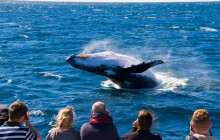 BRISBANE WHALE WATCHING13