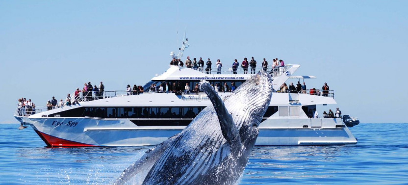 VIP Whale Watching Adventure
