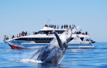 BRISBANE WHALE WATCHING2